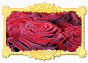 Your Wedding Your Day
